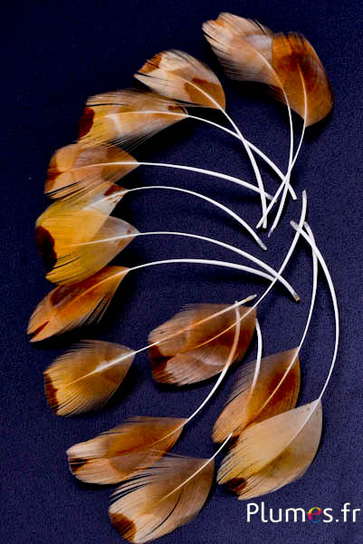 Verenblaadjes - gebleekt - 6-9 cm - crème-goudkleurig